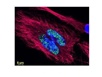 ICC/IF analysis of cells using anti-histone antibody and labeled with GTX01134 Donkey anti-Sheep IgG antibody (Dylight488), pre-adsorbed.<br>Green : Primary antibody labeled with GTX01134<br>Red : Tubulin<br>Blue : DAPI