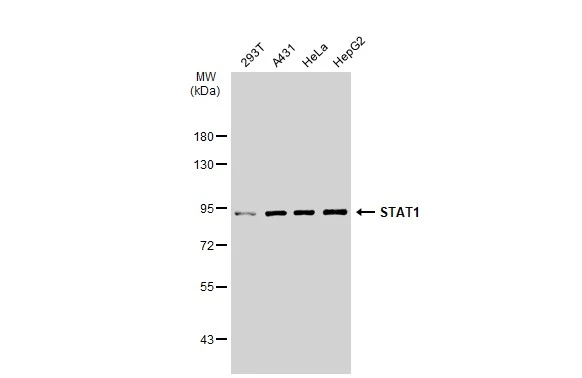 Various whole cell extracts (30 ?g) were separated by 7.5% SDS-PAGE, and the membrane was blotted with STAT1 antibody [SD20-75] (GTX01142) diluted at 1:500.