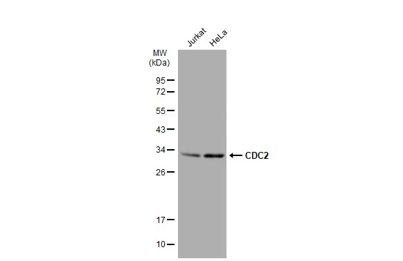 Various whole cell extracts (30 ?g) were separated by 12% SDS-PAGE, and the membrane was blotted with CDC2 antibody [SM01-44] (GTX01143) diluted at 1:500. The HRP-conjugated anti-rabbit IgG antibody (GTX213110-01) was used to detect the primary antibody.