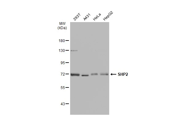 Various whole cell extracts (30 ?g) were separated by 7.5% SDS-PAGE, and the membrane was blotted with SHP2 antibody [SD20-75] (GTX01144) diluted at 1:500. The HRP-conjugated anti-rabbit IgG antibody (GTX213110-01) was used to detect the primary antibody.
