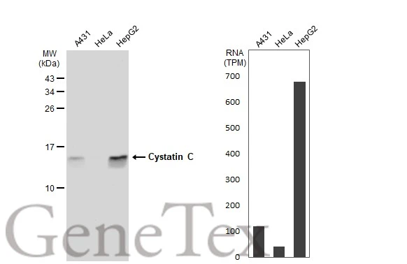 Various whole cell extracts (30 microg) were separated by 15% SDS-PAGE, and the membrane was blotted with Cystatin C antibody [JJ09-16] (GTX01145) diluted at 1:500. The HRP-conjugated anti-rabbit IgG antibody (GTX213110-01) was used to detect the primary antibody. Corresponding RNA expression data for the same cell lines are based on Human Protein Atlas program.