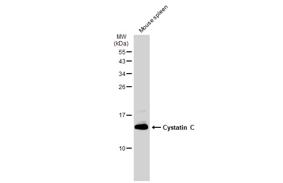 Mouse tissue extract (50 microg) was separated by 15% SDS-PAGE, and the membrane was blotted with Cystatin C antibody [JJ09-16] (GTX01145) diluted at 1:1000. The HRP-conjugated anti-rabbit IgG antibody (GTX213110-01) was used to detect the primary antibody.