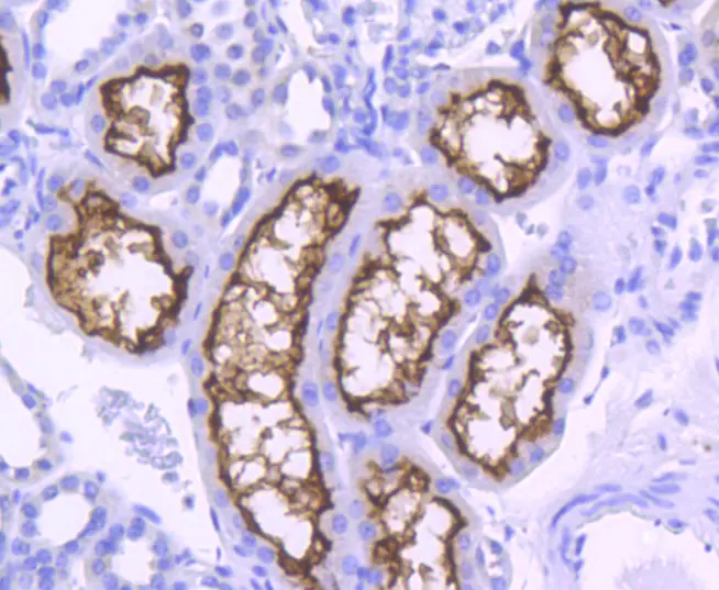 IHC-P analysis of human kidney tissue section using GTX01160 ACE2 antibody [SN0754].