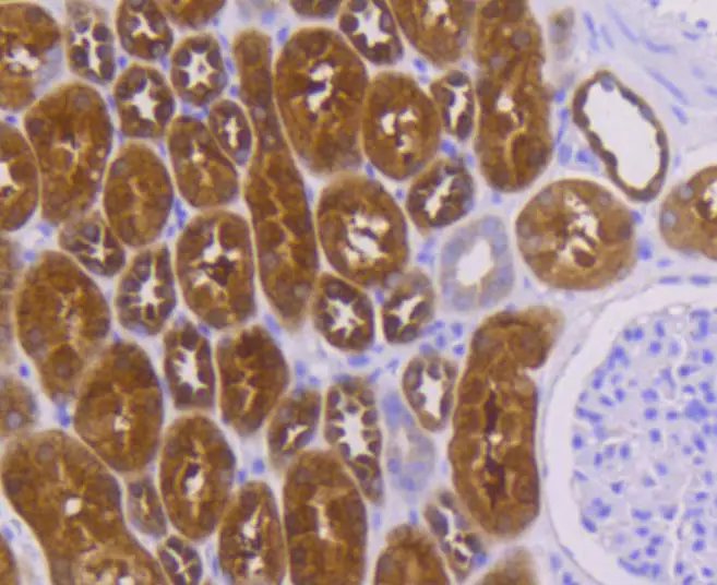 IHC-P analysis of human kidney tissue section using GTX01163 RKIP antibody [SC58-09].
