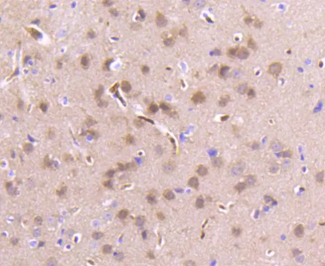 IHC-P analysis of mouse brain tissue section using GTX01163 RKIP antibody [SC58-09].