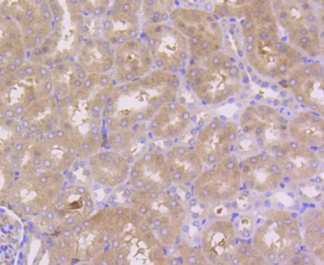 IHC-P analysis of mouse kidney tissue section using GTX01163 RKIP antibody [SC58-09].