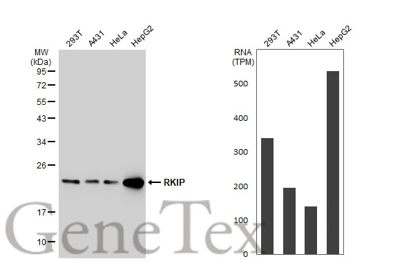 Various whole cell extracts (30 microg) were separated by 12% SDS-PAGE, and the membrane was blotted with RKIP antibody [SC58-09] (GTX01163) diluted at 1:1000. The HRP-conjugated anti-rabbit IgG antibody (GTX213110-01) was used to detect the primary antibody. Corresponding RNA expression data for the same cell lines are based on Human Protein Atlas program.