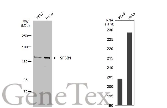 Various whole cell extracts (30 microg) were separated by 5% SDS-PAGE, and the membrane was blotted with SF3B1 antibody [JB40-32] (GTX01165) diluted at 1:500. The HRP-conjugated anti-rabbit IgG antibody (GTX213110-01) was used to detect the primary antibody. Corresponding RNA expression data for the same cell lines are based on Human Protein Atlas program.