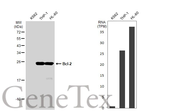 Various whole cell extracts (30 microg) were separated by 12% SDS-PAGE, and the membrane was blotted with Bcl-2 antibody [GT1213] (GTX01194) diluted at 1:500. The HRP-conjugated anti-rabbit IgG antibody (GTX213110-01) was used to detect the primary antibody. Corresponding RNA expression data for the same cell lines are based on Human Protein Atlas program.