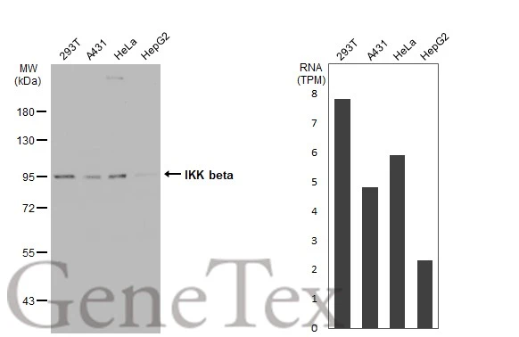 Various whole cell extracts (30 microg) were separated by 7.5% SDS-PAGE, and the membrane was blotted with IKK beta antibody [GT1216] (GTX01197) diluted at 1:500. The HRP-conjugated anti-rabbit IgG antibody (GTX213110-01) was used to detect the primary antibody. Corresponding RNA expression data for the same cell lines are based on Human Protein Atlas program.