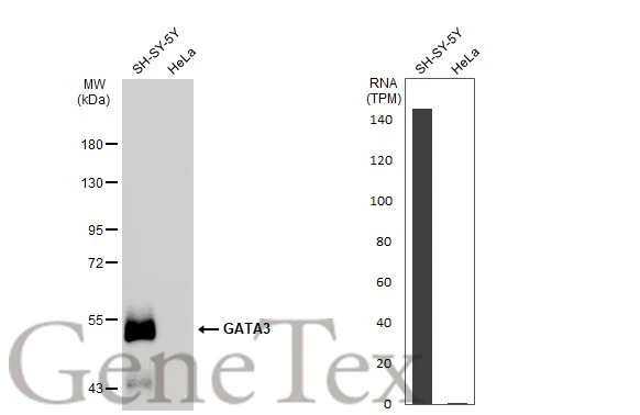 Various whole cell extracts (30 microg) were separated by 7.5% SDS-PAGE, and the membrane was blotted with GATA3 antibody [GT1217] (GTX01198) diluted at 1:500. The HRP-conjugated anti-rabbit IgG antibody (GTX213110-01) was used to detect the primary antibody. Corresponding RNA expression data for the same cell lines are based on Human Protein Atlas program.