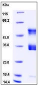 SDS-PAGE of 5 ?g GTX01222-pro Human Urokinase protein, His tag (active).