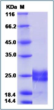 SDS-PAGE of 5 ?g GTX01224-pro Human VEGF183 protein (active).