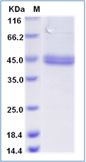 SDS-PAGE of 5 ?g GTX01234-pro Human Coagulation factor III/Tissue Factor protein, His tag.