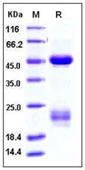 SDS-PAGE of 5 ?g GTX01235-pro Human Factor X protein, His tag.