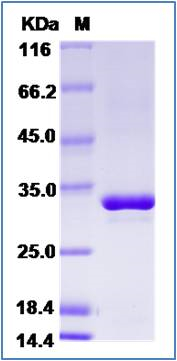 SDS-PAGE of 5 ?g GTX01236-pro Human COMT protein, His tag.
