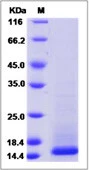 SDS-PAGE of 5 ?g GTX01237-pro Human Cystatin C protein.