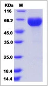 SDS-PAGE of 5 ?g GTX01238-pro Human EPO protein, human IgG1 Fc tag.
