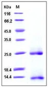 SDS-PAGE of 5 ?g GTX01248-pro Human BMP2 protein (active).