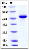 SDS-PAGE of 5 ?g GTX01251-pro Human BAFF protein, human IgG1 Fc tag (active).