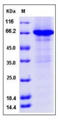 SDS-PAGE of 5 ?g GTX01252-pro Human Cyclin E1 protein, GST and His tag (active).