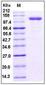 SDS-PAGE of 5 ?g GTX01257-pro Human CD105 protein, human IgG1 Fc tag (active).