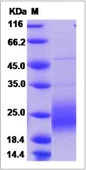 SDS-PAGE of 5 ?g GTX01261-pro Human GM-CSF protein (active).