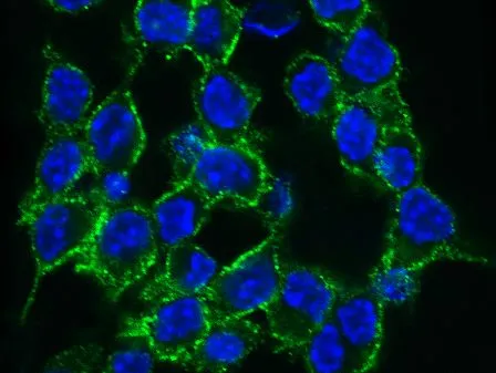 ICC/IF analysis of PFA-fixed RAW264.7 cells using GTX01288 4-1BBL / CD137L antibody [014].<br>Green : Primary antibodyBlue : DAPI<br>Dilution : 1:100