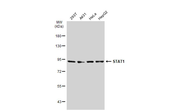 Various whole cell extracts (30 ?g) were separated by 7.5% SDS-PAGE, and the membrane was blotted with STAT1 antibody [GT1157] (GTX01292) diluted at 1:1000.