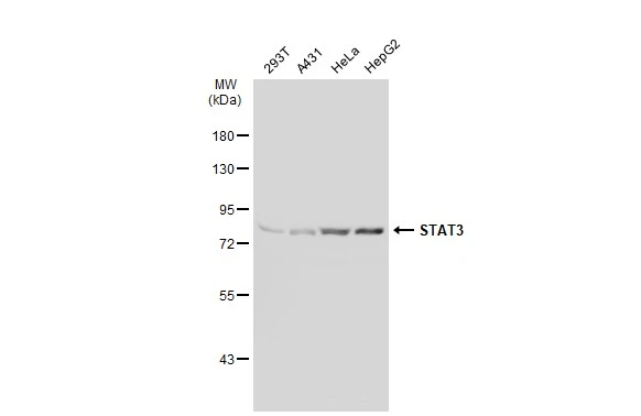 Various whole cell extracts (30 ?g) were separated by 7.5% SDS-PAGE, and the membrane was blotted with STAT3 antibody [GT1159] (GTX01294) diluted at 1:500. The HRP-conjugated anti-rabbit IgG antibody (GTX213110-01) was used to detect the primary antibody.