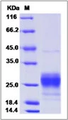 SDS-PAGE of 5 ?g GTX01339-pro Mouse MCP1 / CCL2 protein, His tag.