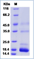 SDS-PAGE of 5 &#956;g GTX01344-pro Mouse Prealbumin protein, His tag.