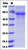 SDS-PAGE of 5 &#956;g GTX01394-pro Human Adiponectin protein, human IgG1 Fc tag.