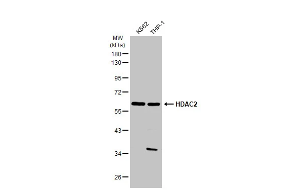 Various whole cell extracts (30 ?g) were separated by 10% SDS-PAGE, and the membrane was blotted with HDAC2 antibody [GT1219] (GTX01527) diluted at 1:1000. The HRP-conjugated anti-rabbit IgG antibody (GTX213110-01) was used to detect the primary antibody.