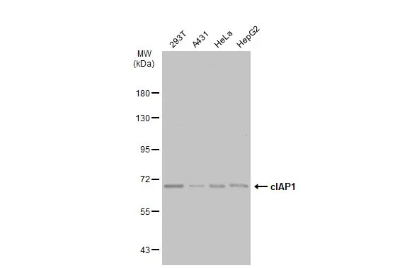 Various whole cell extracts (30 ?g) were separated by 7.5% SDS-PAGE, and the membrane was blotted with cIAP1 antibody [GT1222] (GTX01530) diluted at 1:1000.