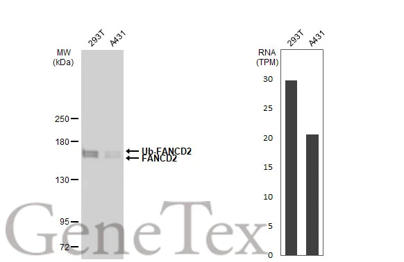 Various whole cell extracts (30 microg) were separated by 5% SDS-PAGE, and the membrane was blotted with FANCD2 antibody [GT1223] (GTX01531) diluted at 1:1000. The HRP-conjugated anti-rabbit IgG antibody (GTX213110-01) was used to detect the primary antibody. Corresponding RNA expression data for the same cell lines are based on Human Protein Atlas program.