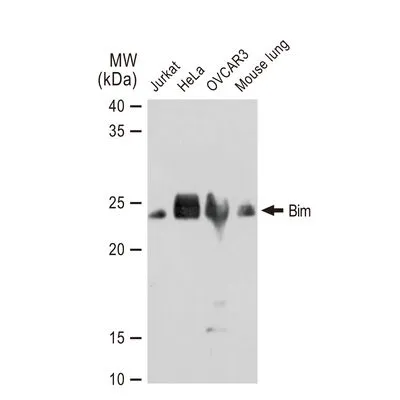 WB analysis of various samples using GTX01542 Bim antibody [GT1234]. Dilution : 1:1000 Loading : 25 microg