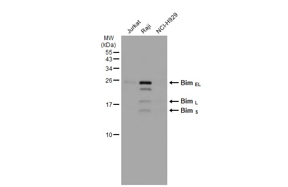 Various whole cell extracts (30 microg) were separated by 15% SDS-PAGE, and the membrane was blotted with Bim antibody [GT1234] (GTX01542) diluted at 1:1000. The HRP-conjugated anti-rabbit IgG antibody (GTX213110-01) was used to detect the primary antibody.