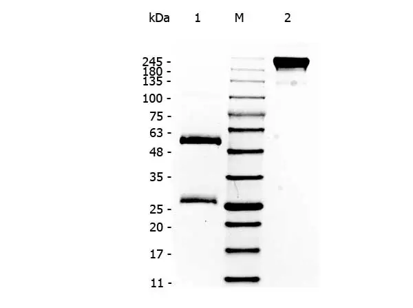 SDS-PAGE of GTX01552-pro Human IgG protein.  Lane 1 : Reduced Human IgG Lane 2 : 5 µl OPAL Pre-stained Marker Lane 3 : Non-reduced Human IgG Loading : 1 µg per lane