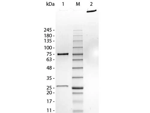 SDS-PAGE of GTX01553-pro Human IgM protein.<br>Lane 1 : Reduced Human IgM<br>Lane 2 : 5 &#956;l of Opal Pre-stained Marker<br>Lane 3 : Non-Reduced Human IgM<br>Loading : 1 &#956;g per lane