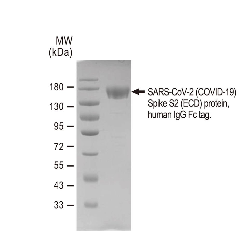 SDS-PAGE of GTX01559-pro SARS-CoV-2 (COVID-19) Spike S2 (ECD) protein, human IgG Fc tag.