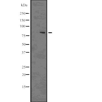 WB analysis of 293 whole cell lysate using GTX01567 DRP1 (phospho Ser637) antibody.