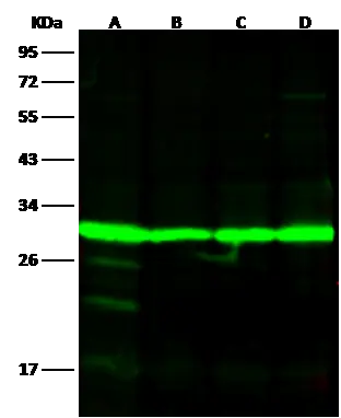 WB analysis of various samples using GTX02071 14-3-3 eta antibody [06].<br>Lane A : U937 whole cell lysate<br>Lane B : 293T whole cell lysate<br>Lane C : Jurkat whole cell lysate<br>Lane D : K562 whole cell lysate<br>Dilution : 1:500<br>Loading : 30 &#956;g