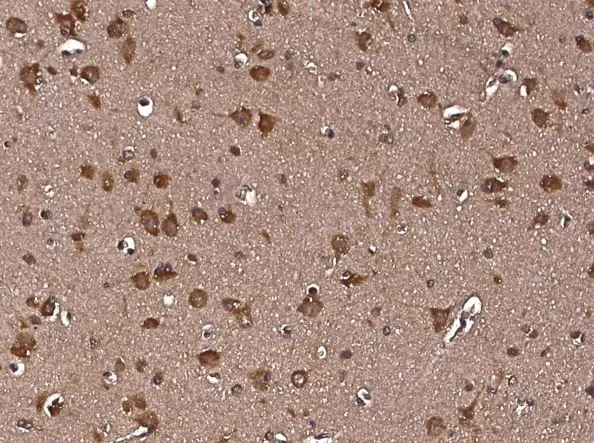 IHC-P analysis of human brain tissue section using GTX02114 LRPAP1 antibody [1D6F3B4].<br>Dilution : 1:1000