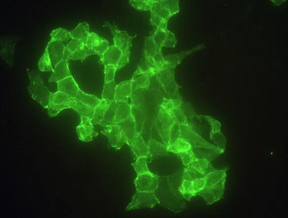 ICC/IF analysis of PFA-fixed MCF-7 cells using GTX02145 TACSTD2 antibody [8C6C1D7].<br>Green : Primary antibody<br>Dilution : 1:60