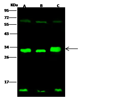 WB analysis of various samples using GTX02307 14-3-3 sigma antibody.<br>Lane A : HeLa whole cell lysate<br>Lane B : A549 whole cell lysate<br>Lane C : PC-12 whole cell lysate<br>Dilution : 1:500<br>Loading : 30 ?g