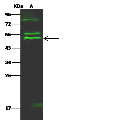 WB analysis of MOLT-4 whole cell lysate (Lane A) using GTX02424 TCPTP antibody.<br>Dilution : 1:500<br>Loading : 30 ?g