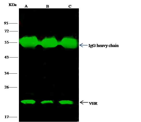 IP analysis of HepG2 whole cell lysate using GTX02426 DUSP3 antibody.<br>IP antibody : 1 ?l per 0.5 mg total whole cell lysate<br>Dilution : 1:500<br>50 % Protein G agarose : 15 ?l