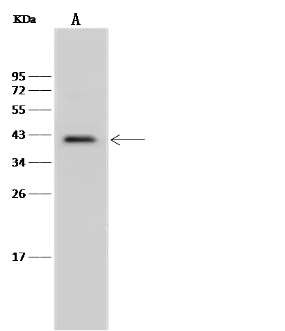 WB analysis of Mouse spleen tissue lysate (Lane A) using GTX02483 HB9 / HLXB9 antibody.<br>Dilution : 1:500<br>Loading : 30 ?g