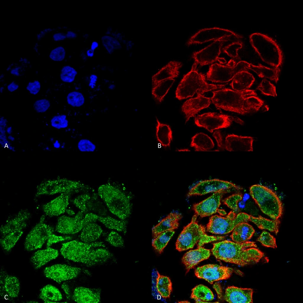 ICC/IF analysis of 4% PFA-fixed HT-29 cells using GTX02544 GLUT2 antibody. Green : Primary antibody Red : F-Actin Blue : DAPI Dilution : 1:100 ICC/IF analysis of 4% PFA-fixed HT-29 cells using GTX02544 GLUT2 antibody. Green : Primary antibody Red : F-Actin Blue : DAPI Dilution : 1:100